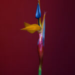 Noa Yafe, Bird, 2020, Inkjet print, 110×72.5cm