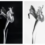 מטומורפוזה בשני מופעים, צילום. אורנית אלוני